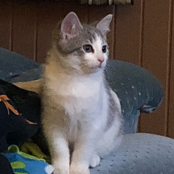 Meet your Posher, Holly - Picture 1 of 1